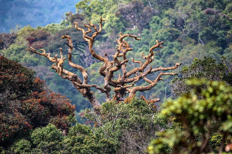 Horton Plains