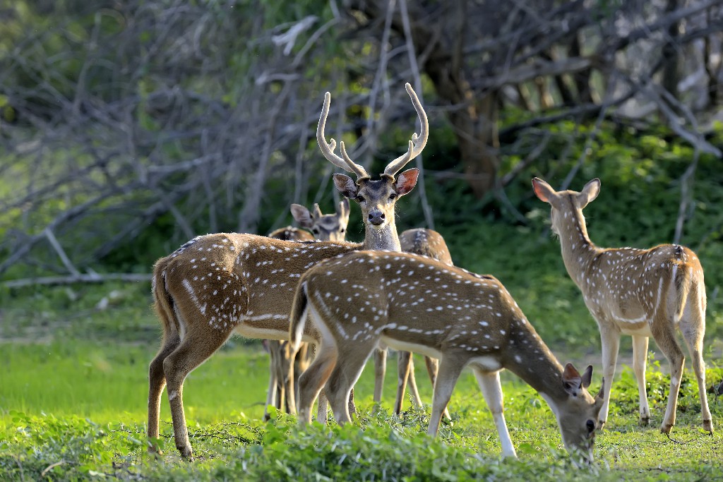 Yala National Park