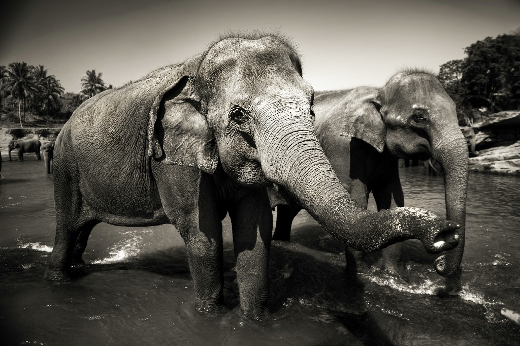 Discover Wildlife in Sri Lanka